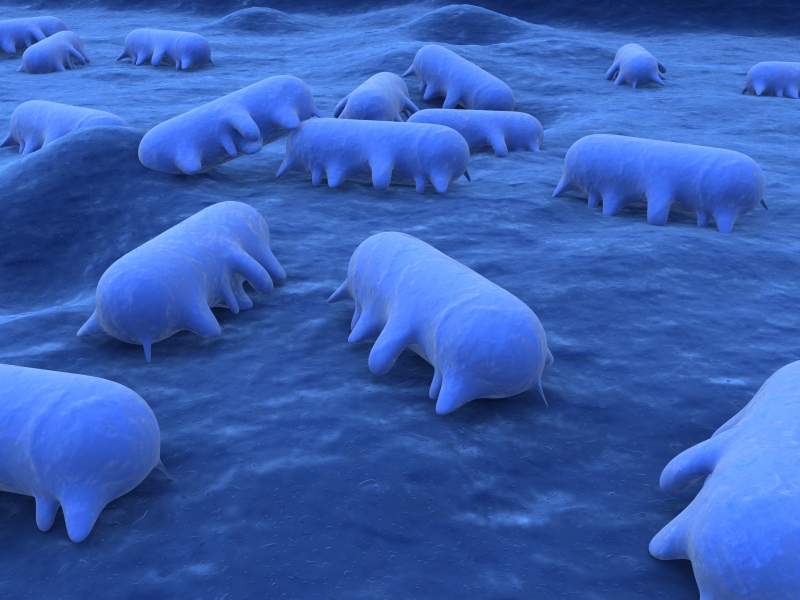 Food safety professionals can use microbiology to detect bacteria like salmonella (pictured).