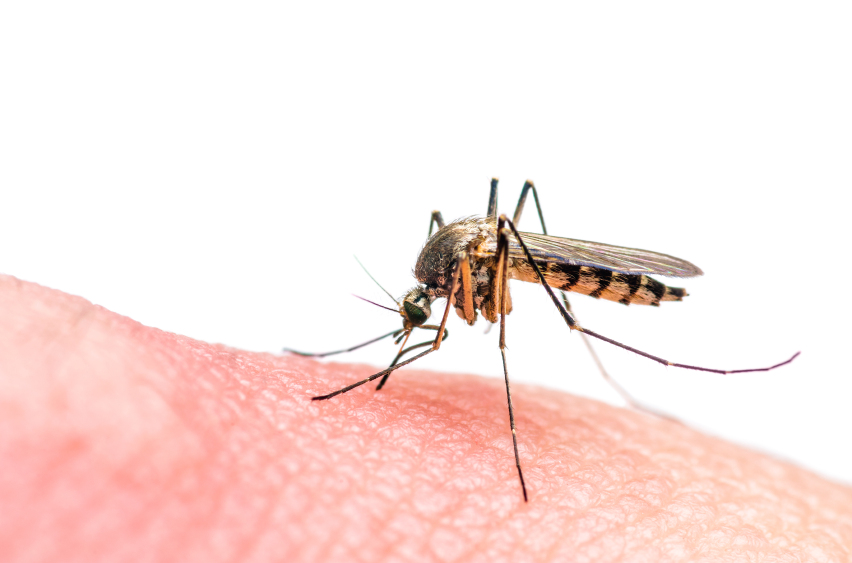 Researchers are working to reduce the mosquito population in affected regions 