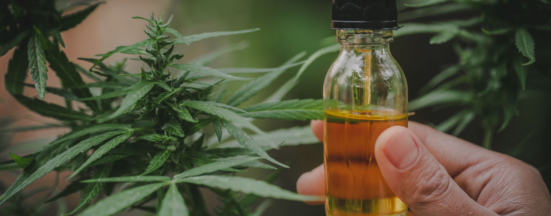 Cannabis Experts
