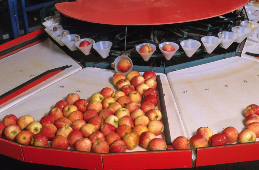 A batch of apples that’s been quality-approved moves through the triage level of production.