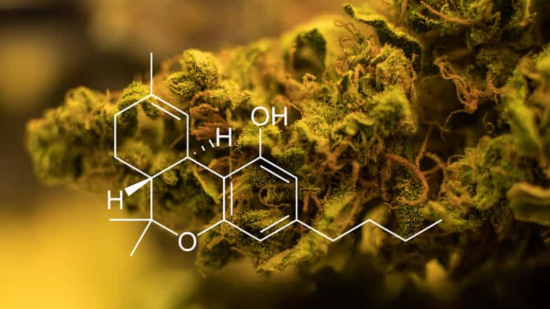 Cannabis buds to be studied in cannabis courses.