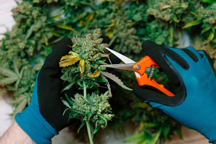 cannabis careers