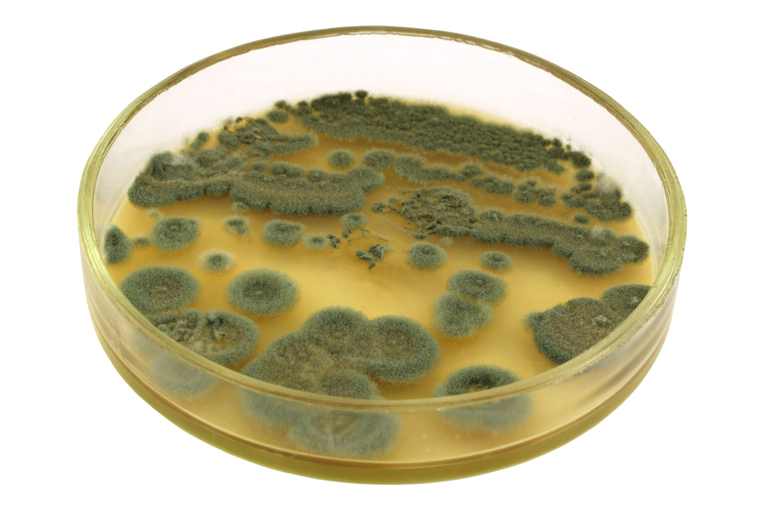 Taking Pharmaceutical Courses? Learn How Penicillin Made Pharmaceutical ...