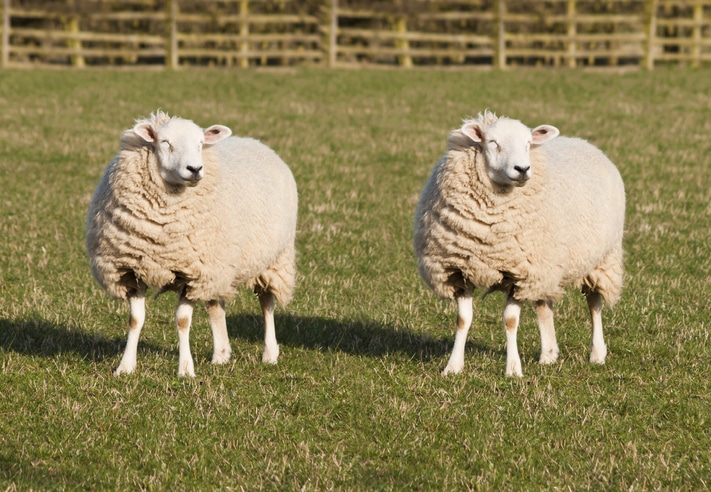 Animal Cloning's Relevance to Regulatory Affairs - AAPS