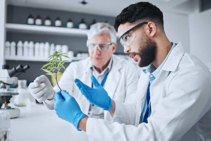 Two colleagues discussing a cannabis plant in a laboratory professional while completing her cannabis education.