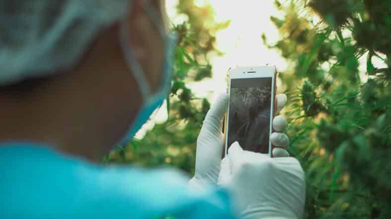 A brand ambassador creating content for a brand after undergoing cannabis education.