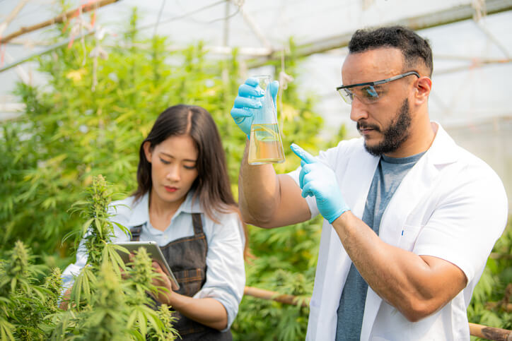 A duo of scientists carrying out cannabis experiments after their online cannabis diploma