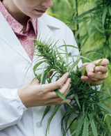 Access to Cannabis for Medical Purposes Regulations Workshop