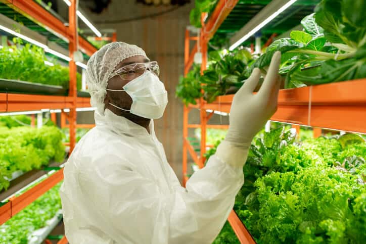 A male agro-engineer examining vegetable leaves after completing his food safety training