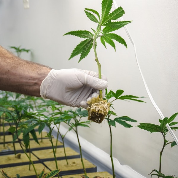 Weed room operation in beginning stage