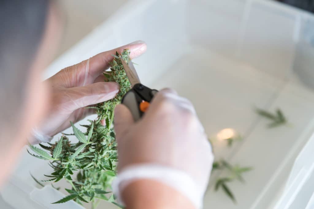 Sanitizers for trimming equipment must not put cannabis at risk of contamination