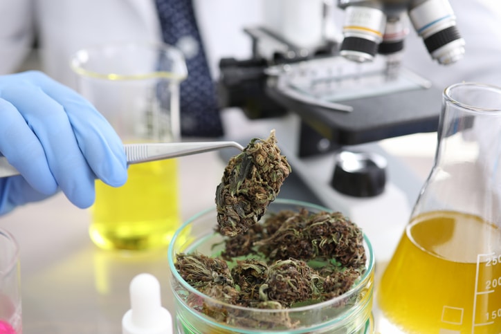 cannabis careers